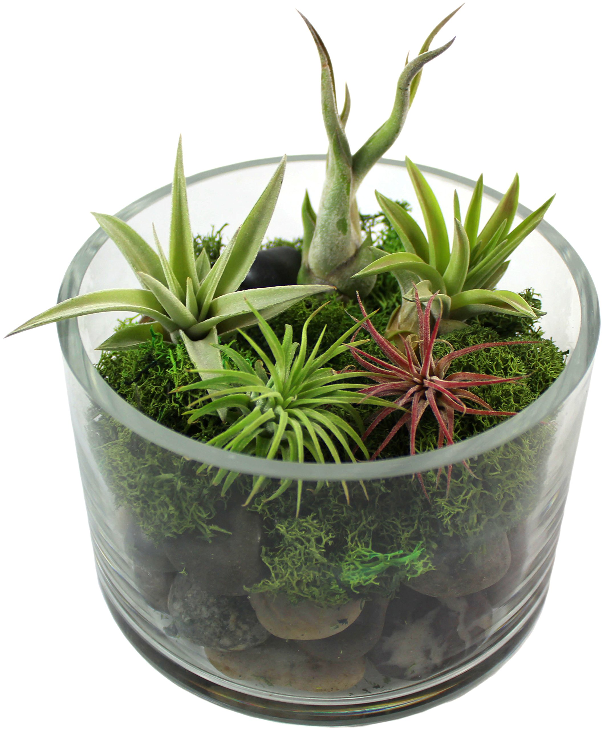 Amazon.com : Variety Pack of Small Tillandsia Air Plants